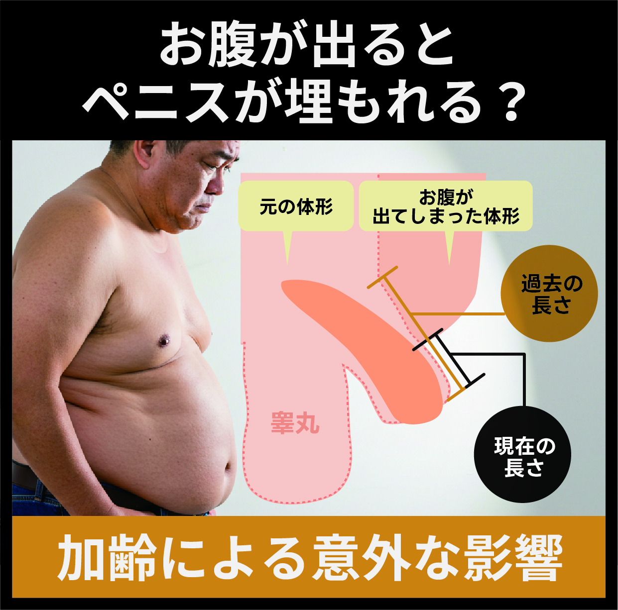 お腹が出るとペニス・陰茎が埋もれる