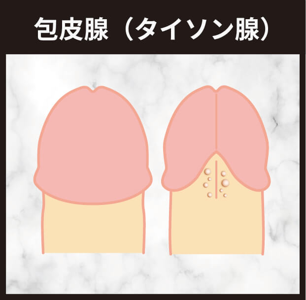 包皮腺（タイソン腺）