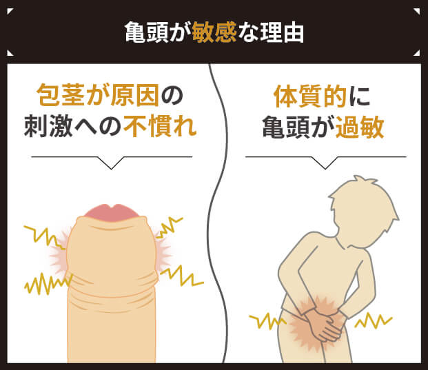 亀頭が敏感な理由