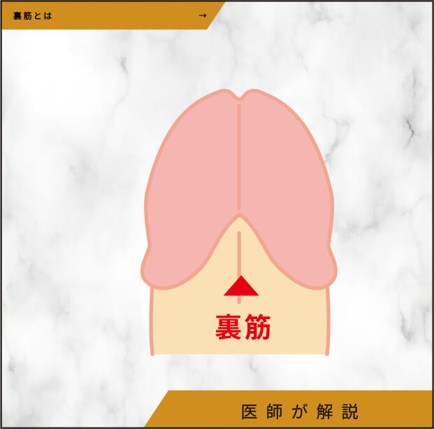 ペニスの裏筋とは