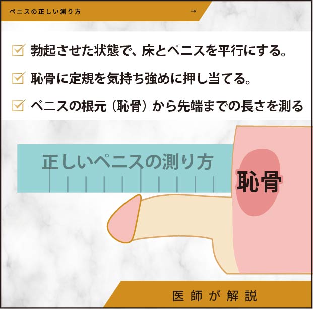 ペニスの正しい測り方