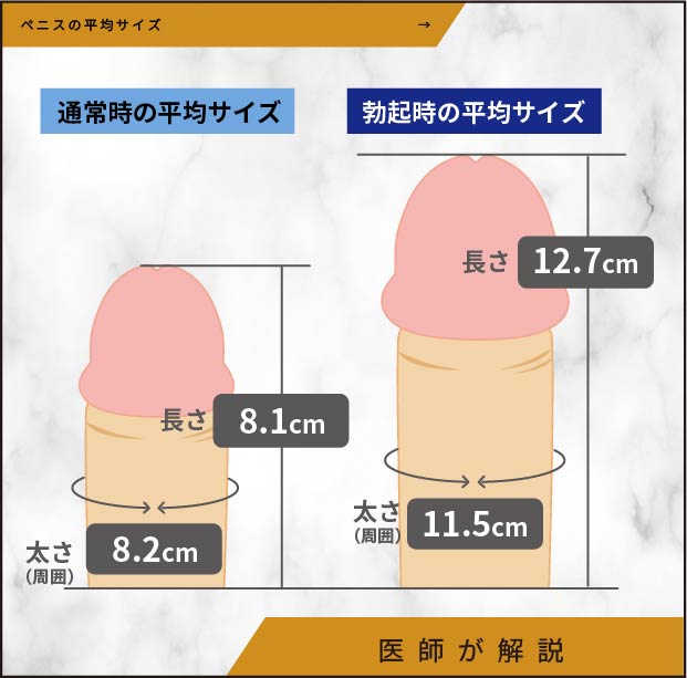 ペニスの大きさの平均はどのくらい？