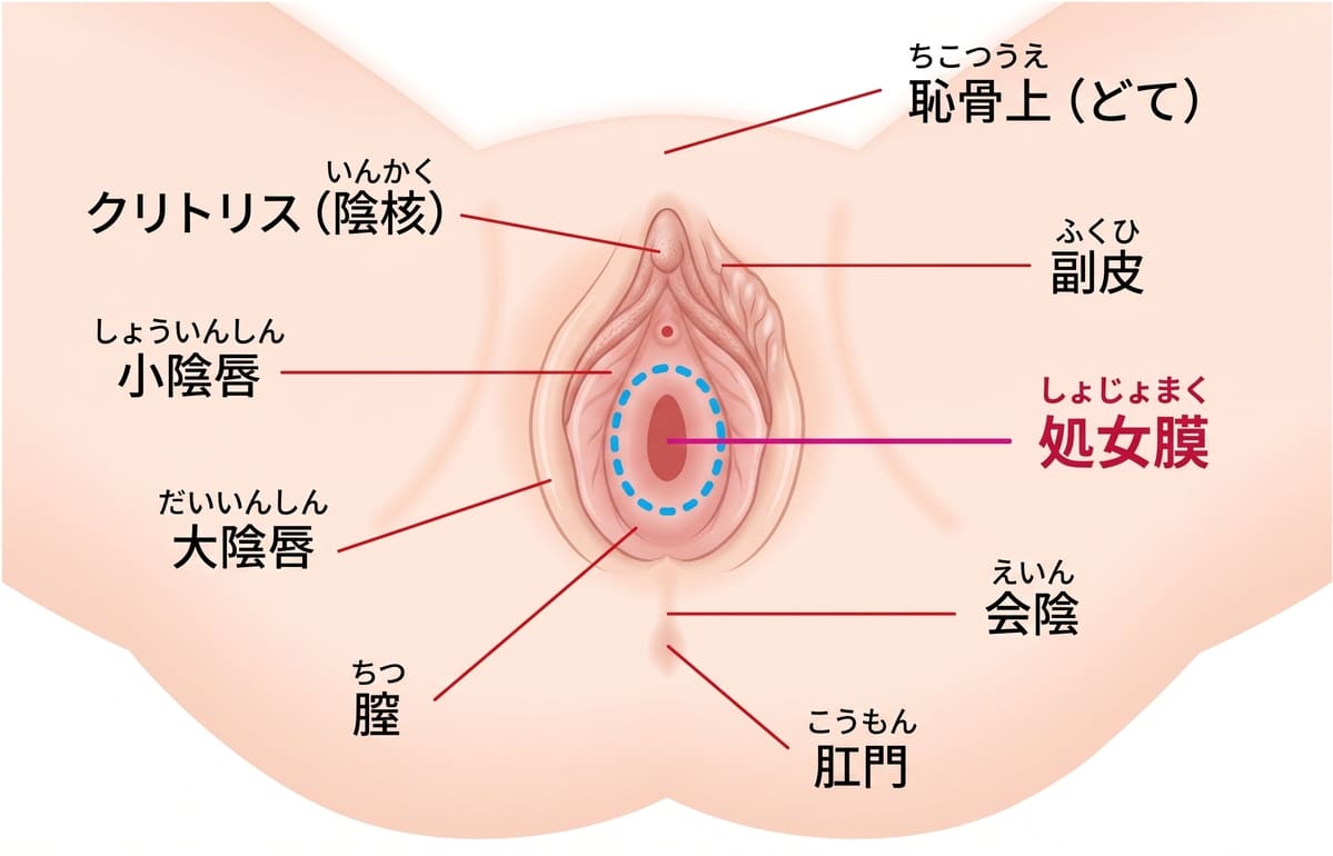 処女膜とは